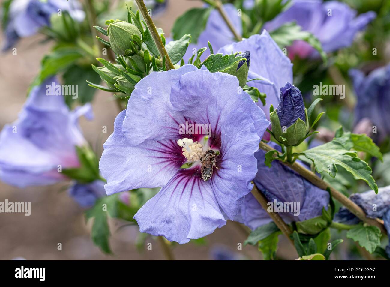 Garten-Eibisch, Hibiscus syriacus ULTRAMARINE, Garden Hibiscus, Hibiscus syriacus ULTRAMARINE Stock Photo