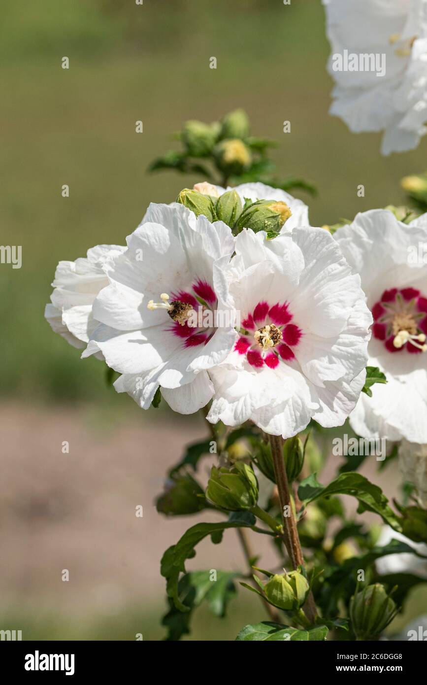Garten-Eibisch, Hibiscus syriacus SUPHEART®, Garden Hibiscus, Hibiscus syriacus SUPHEART® Stock Photo