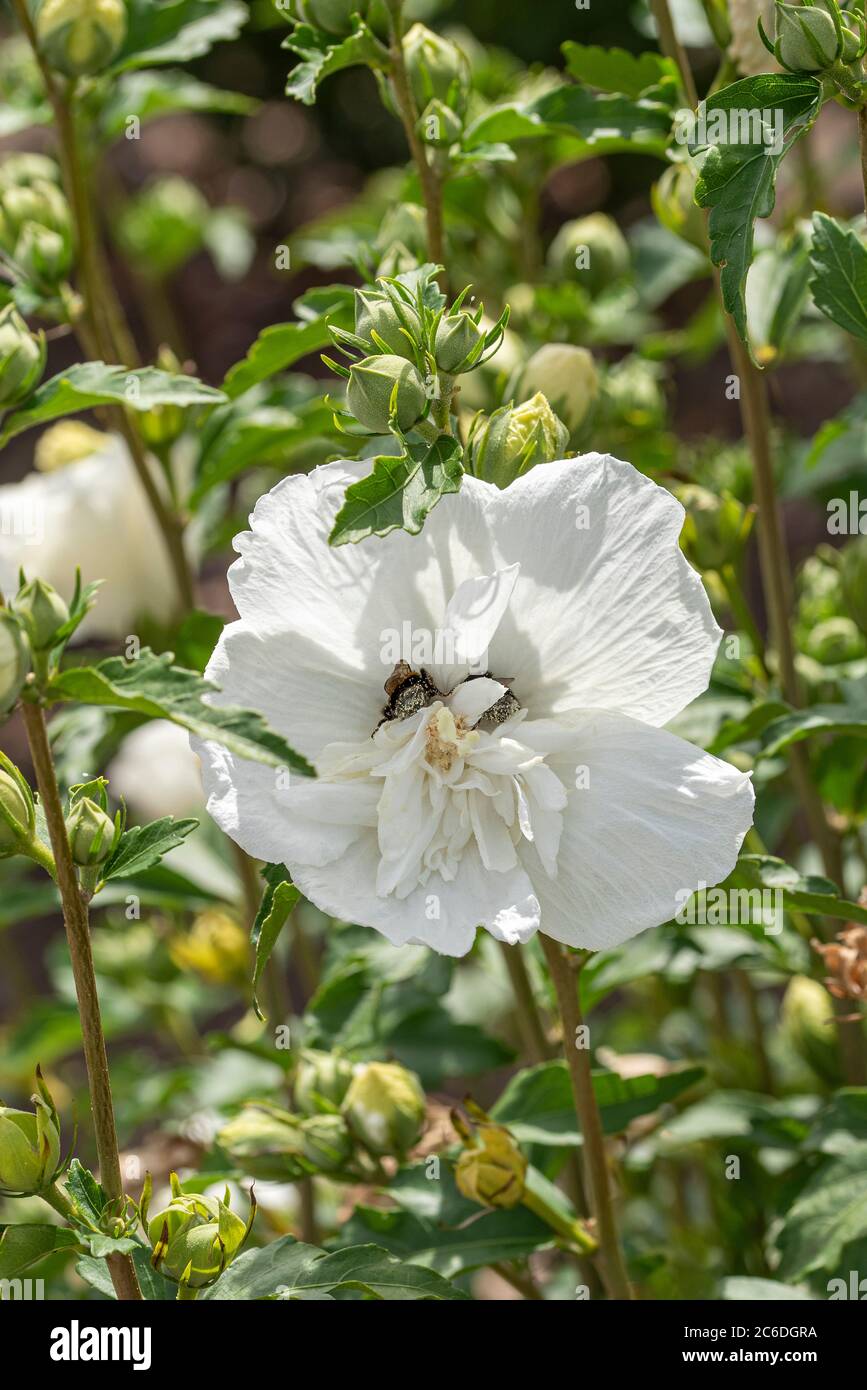Garten-Eibisch, Hibiscus syriacus WHITE CHIFFON, Garden Hibiscus, Hibiscus syriacus WHITE CHIFFON Stock Photo