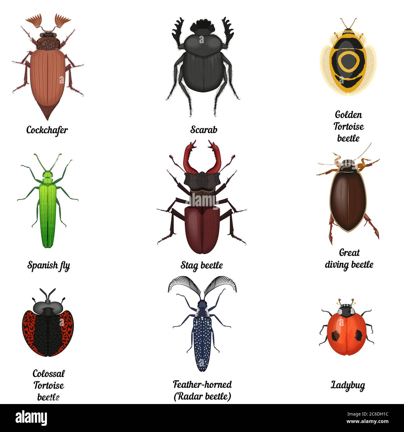 Insect icons set. Beetle bug icon entomological collection. Top view of beetles and bugs Stock Vector