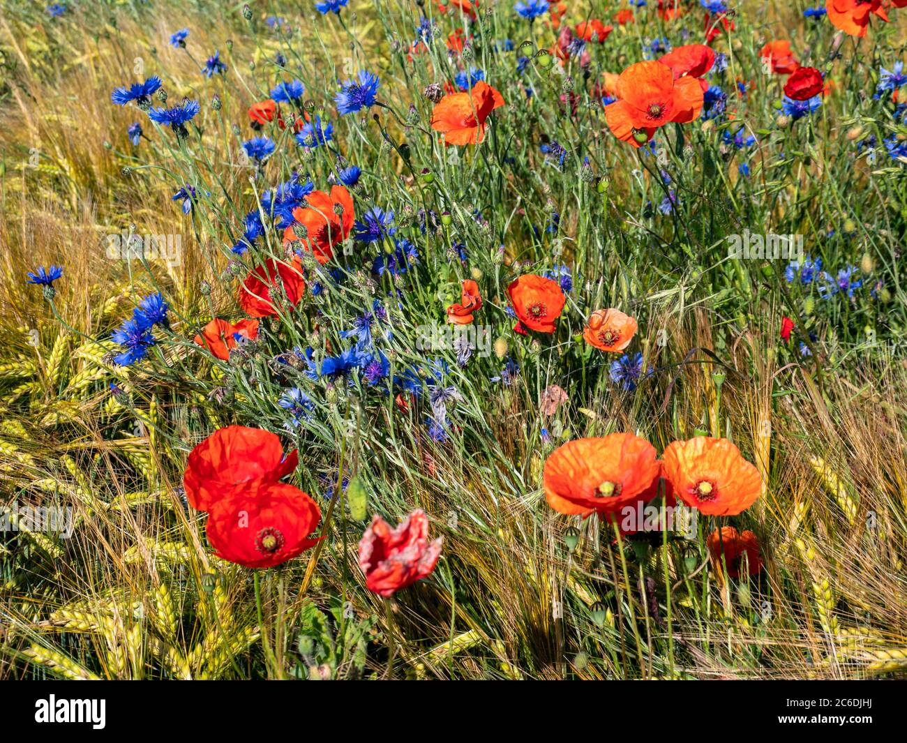 Poppy field with cornflowers in the summer play of colors Stock Photo
