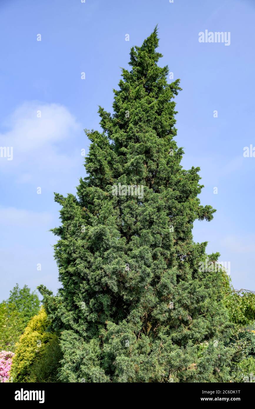Chinesischer Wacholder, Juniperus chinensis Iowa, Chinese juniper, Juniperus chinensis Iowa Stock Photo