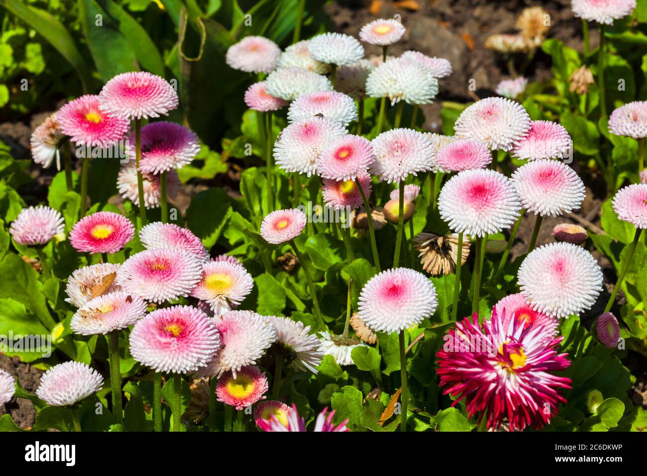 Pink Bellis Perennis A Common Pompom Type Daisy Herbaceous Perennial Hardy Garden Flower Plant Stock Photo Alamy