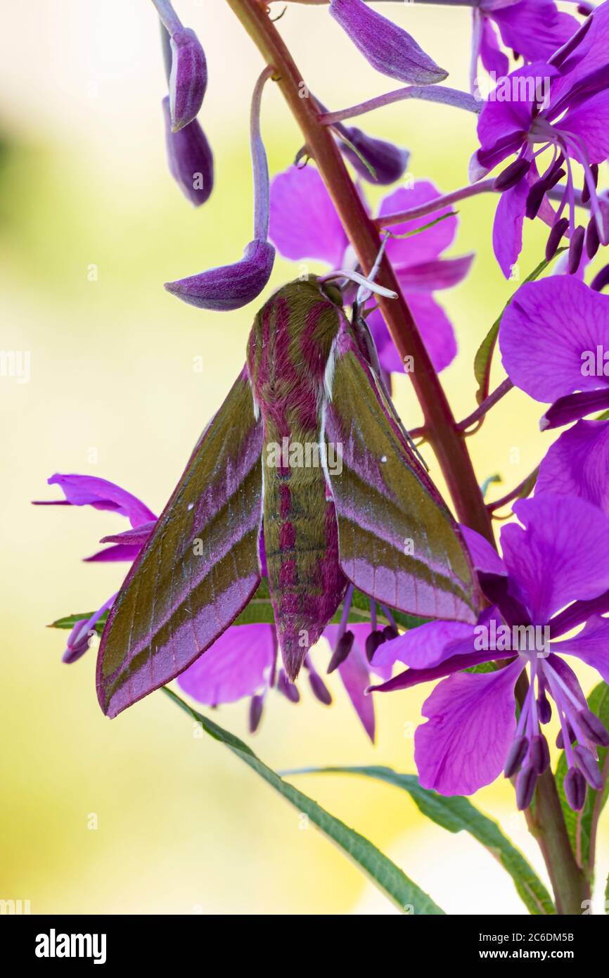 Elephant Hawk Moth Deiliephila elpenor Stock Photo Alamy