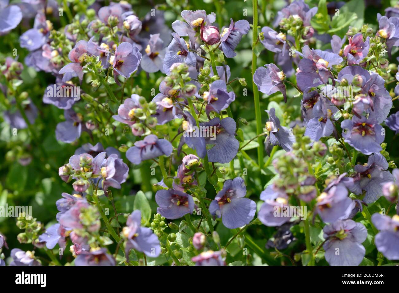 Diascia Denim Blue flowers long flowering dusky blue flowers Twinspur Stock Photo
