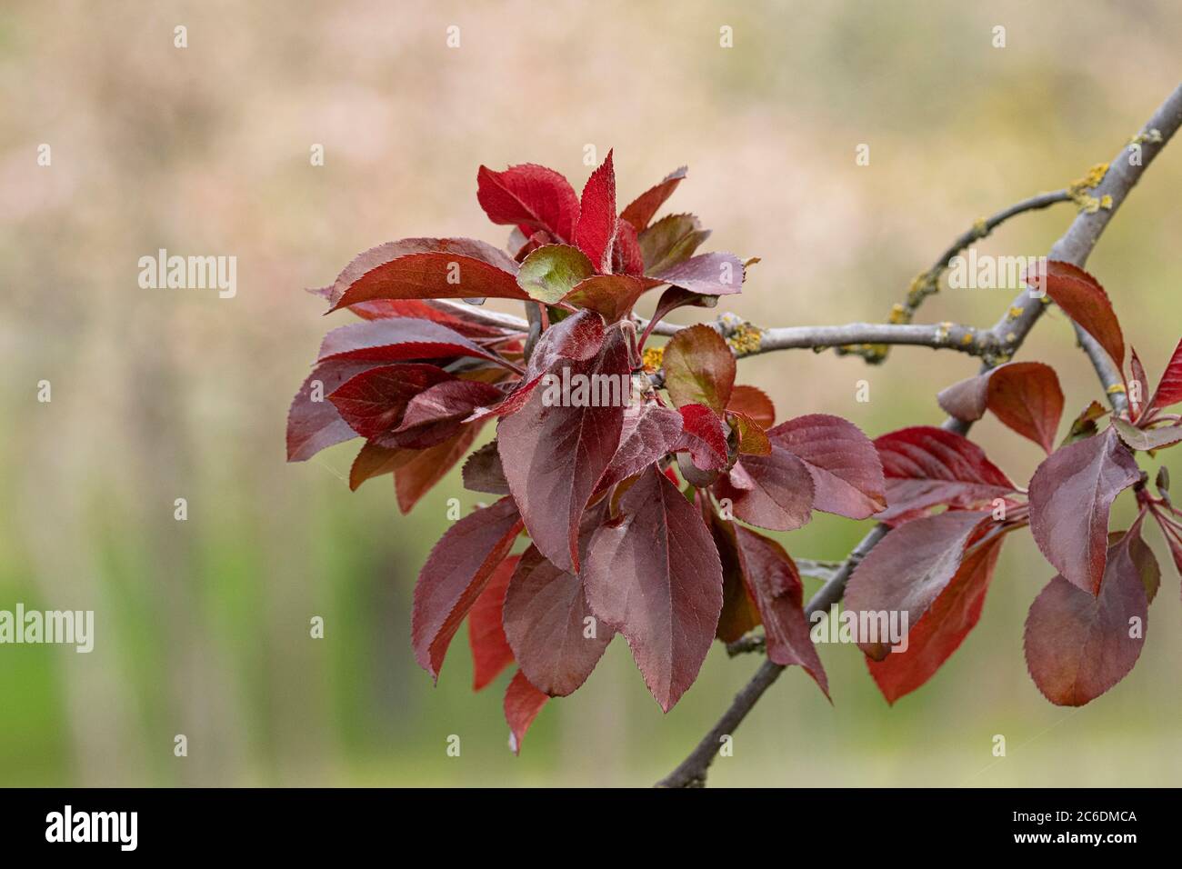 Zier-Apfel, Malus Crimson Brilliant, Ornamental apple, Malus Crimson Brilliant Stock Photo