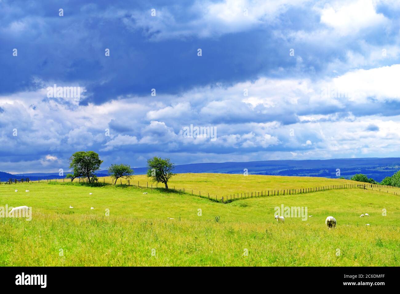 Sheep in a field with a v shaped fence and large cumulus nimbus cloud Stock Photo