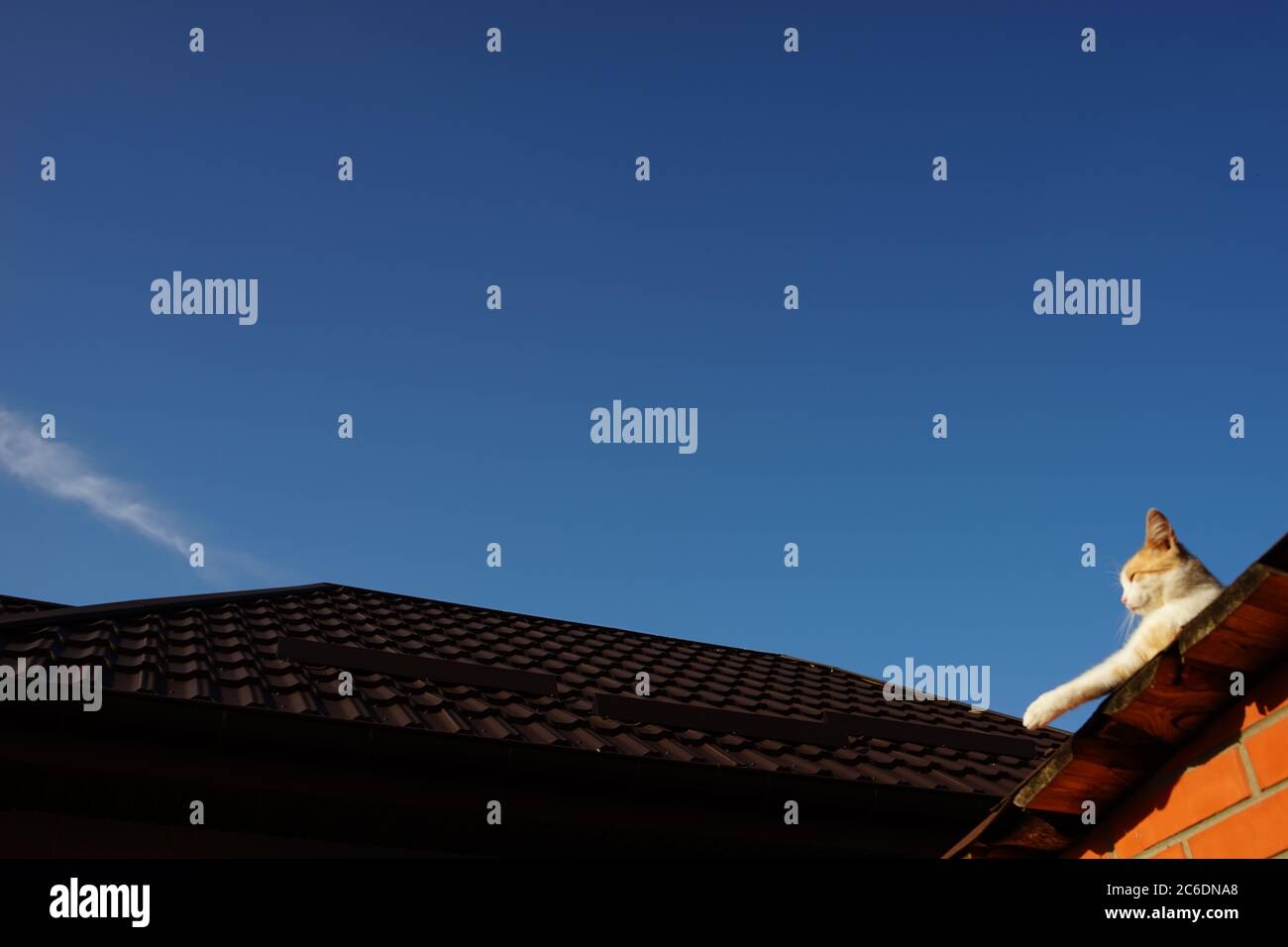 Fluffy ginger white cat resting on the sunny roof Stock Photo - Alamy