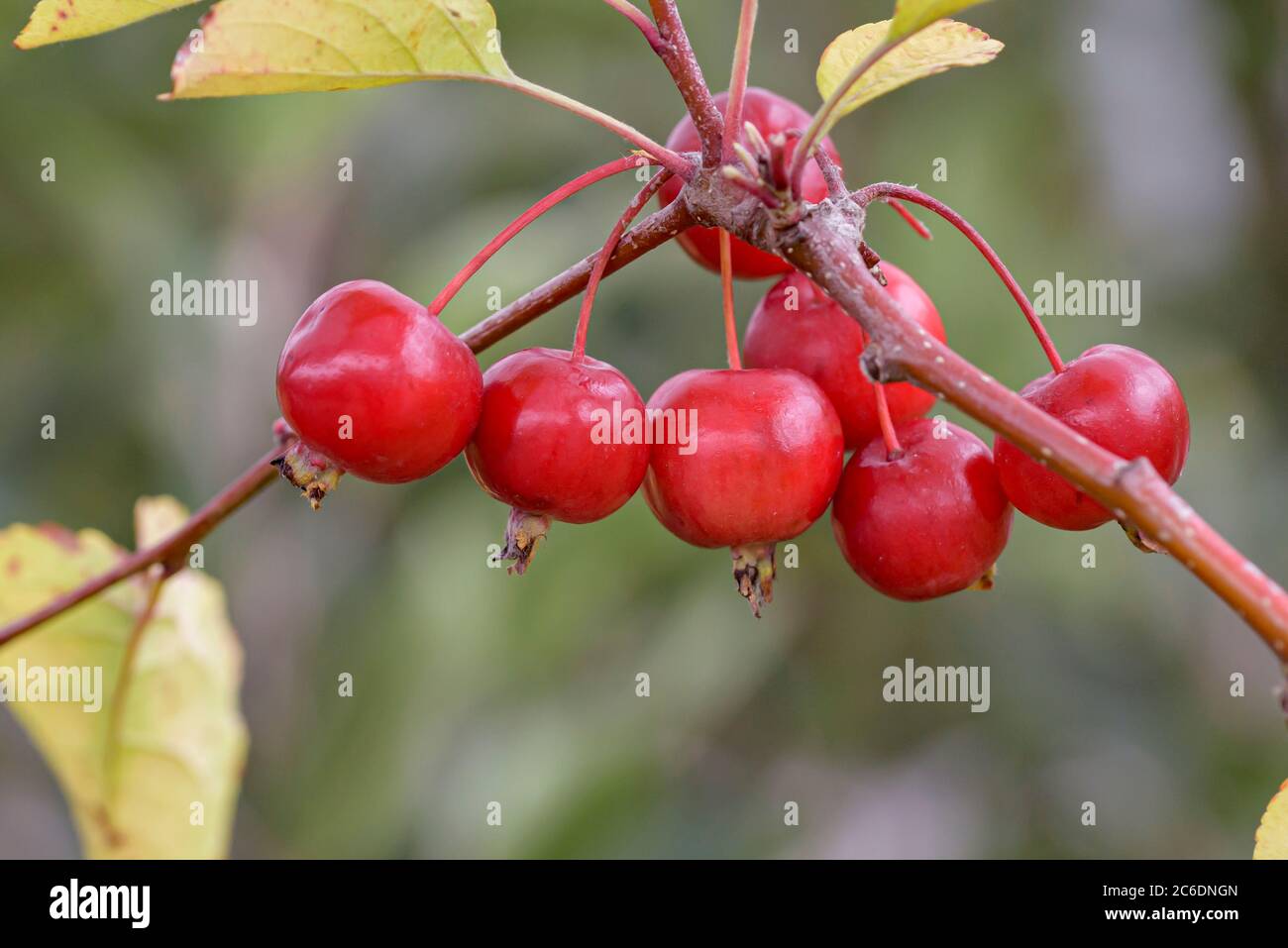 Zier-Apfel, Malus Roter Pillnitzer, Ornamental apple, Malus Red Pillnitzer Stock Photo