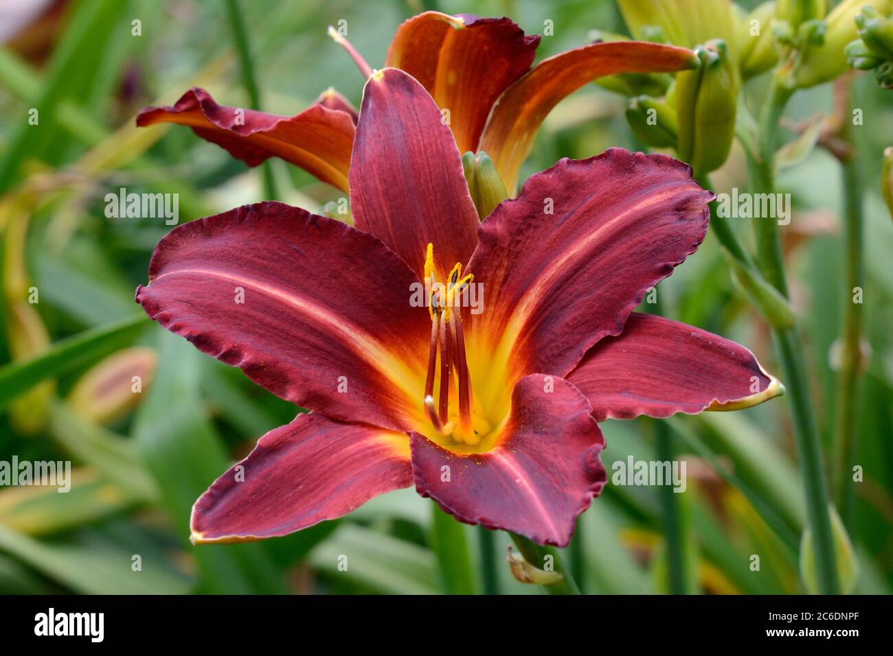 Hemerocallis Little Red Hen Daylily crimson red flower with yellow throat Stock Photo