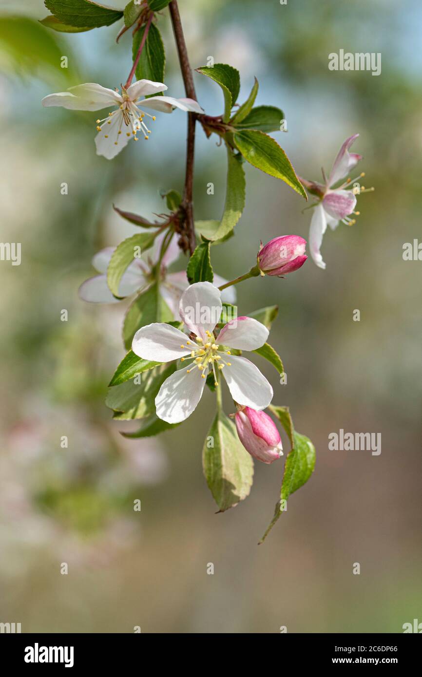 Zier-Apfel, Malus baccata Gracilis, Ornamental apple, Malus baccata gracilis Stock Photo