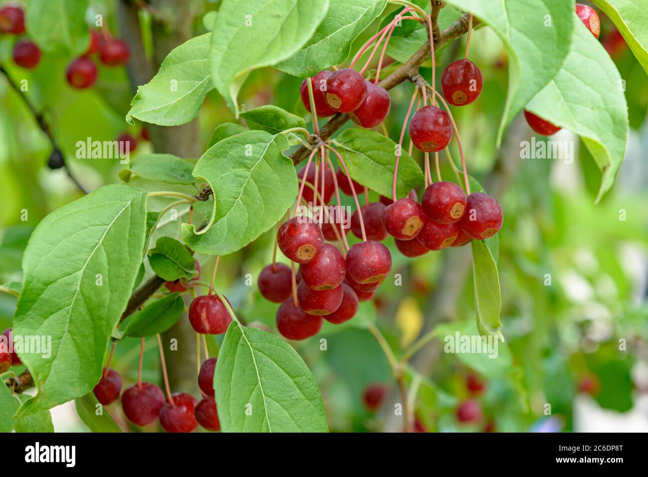 Zier-Apfel, Malus baccata Street Parade, Ornamental apple, Malus baccata Street Parade Stock Photo