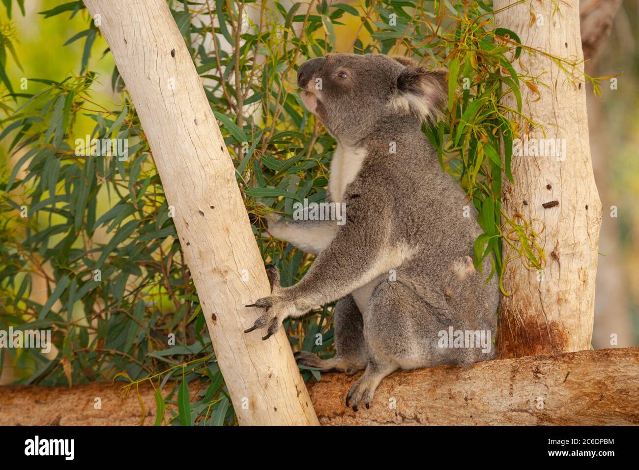 Koala (Phascolarctos cinereus) eats leaves in an Eucalyptus tree Stock Photo Alamy