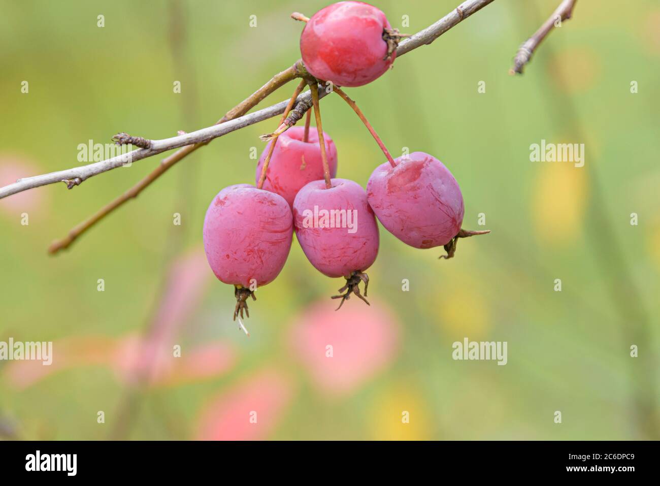 Kirsch-Apfel, Malus prunifolia, Cherry apple, Malus prunifolia Stock Photo