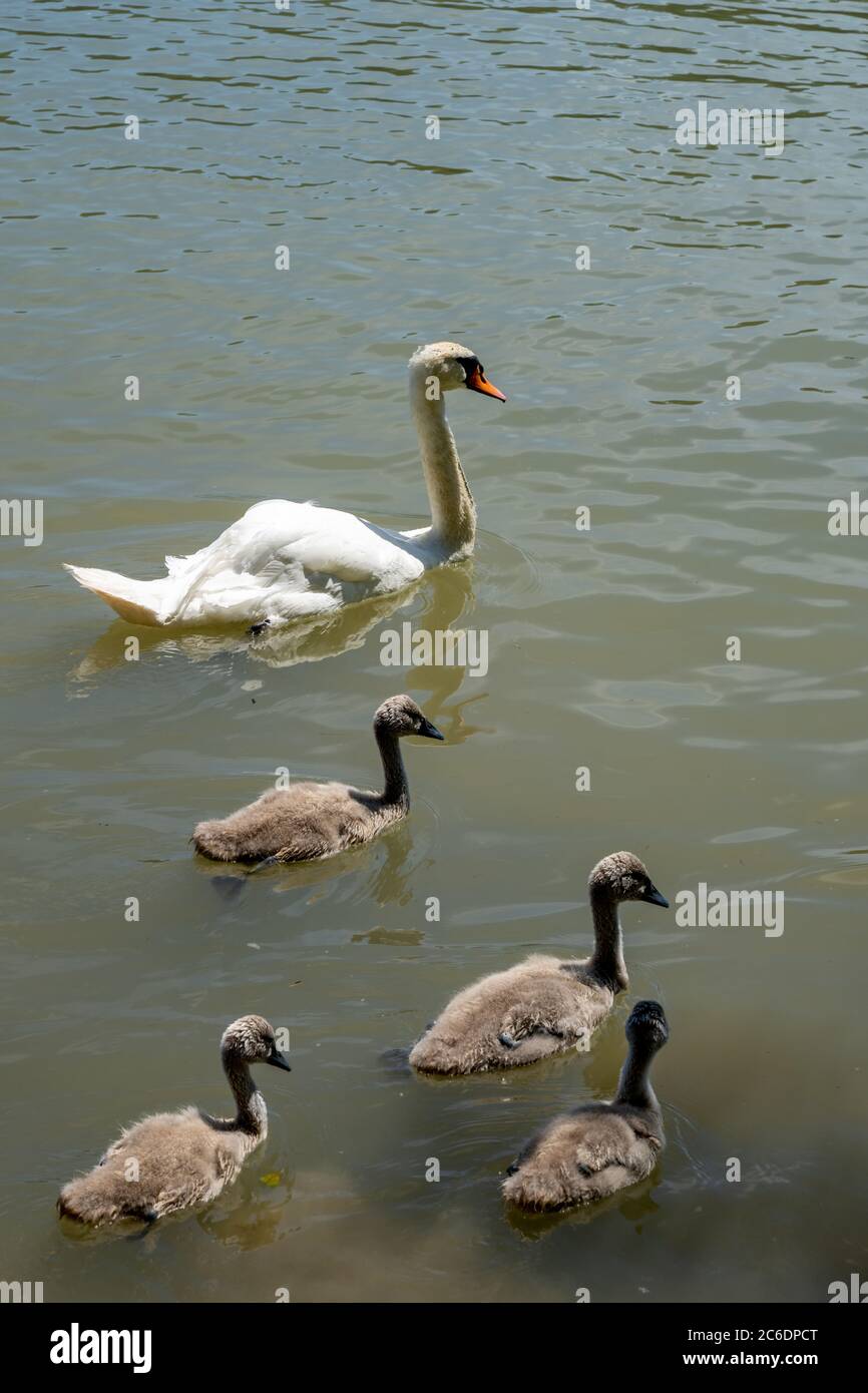 A close up view of a white whooping swan mother and four young chicks Stock  Photo - Alamy