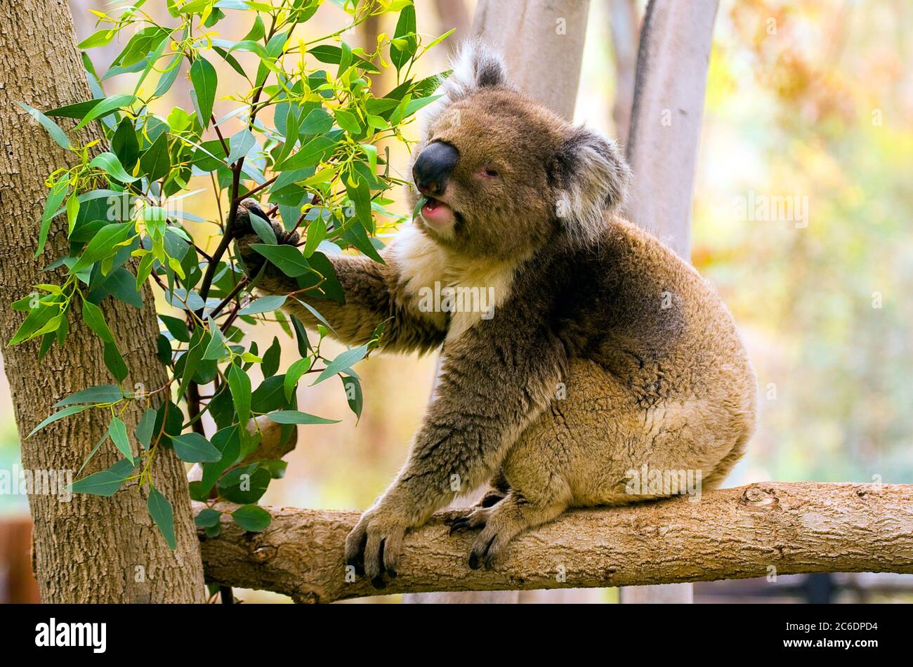 Koala (Phascolarctos cinereus) eats leaves in an Eucalyptus tree Stock Photo Alamy