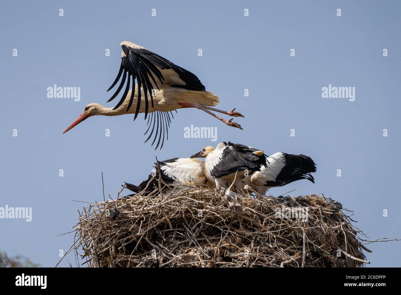 Nest of a White Stork (Ciconia ciconia) adults are feeding the young Photographed in Israel in June Stock Photo