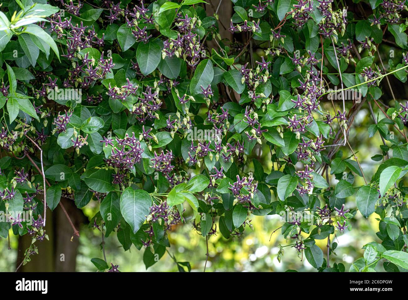 Griechische Baumschlinge, Periploca graeca, Greek treesling, Periploca graeca Stock Photo