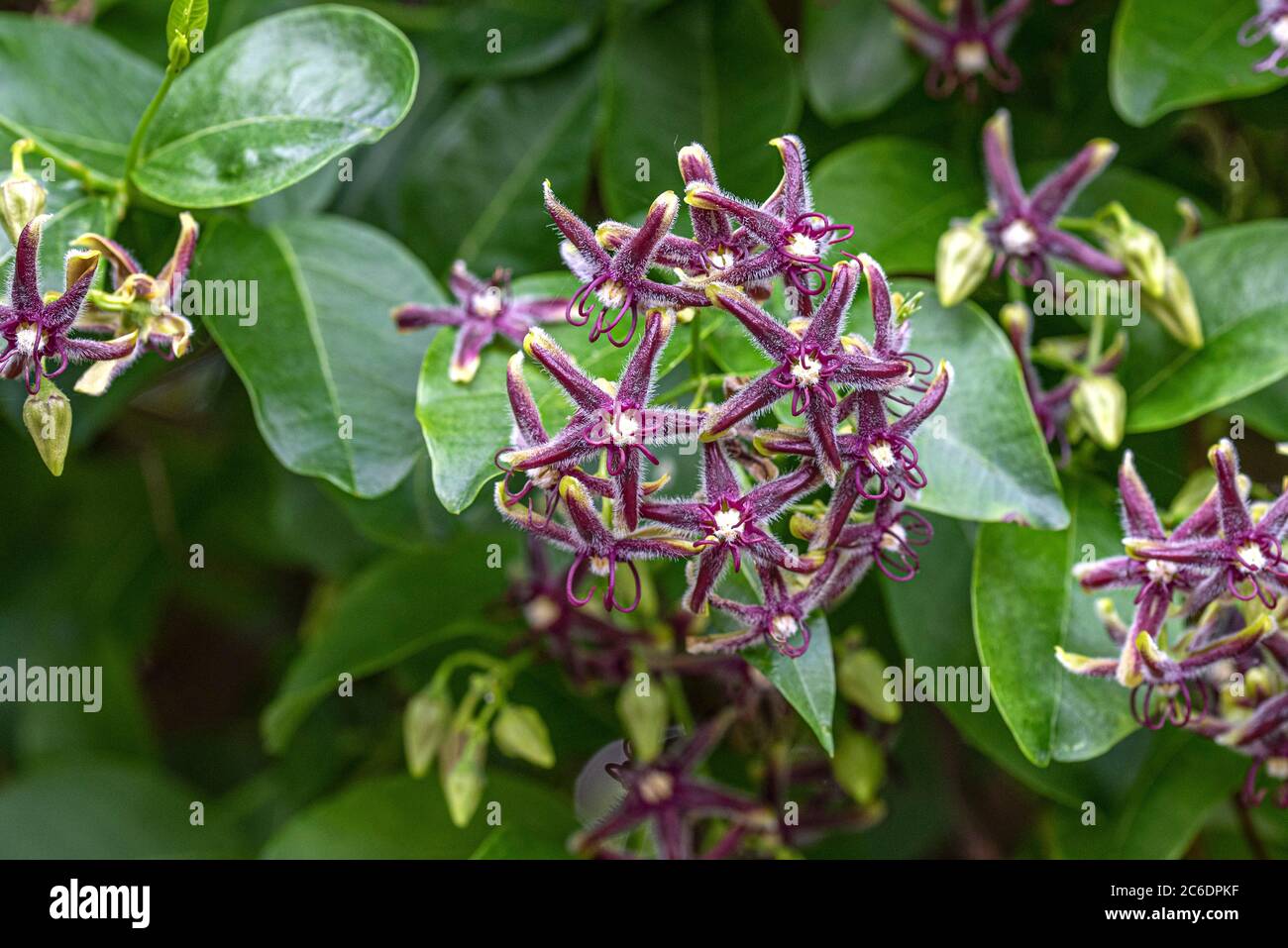 Griechische Baumschlinge, Periploca graeca, Greek treesling, Periploca graeca Stock Photo