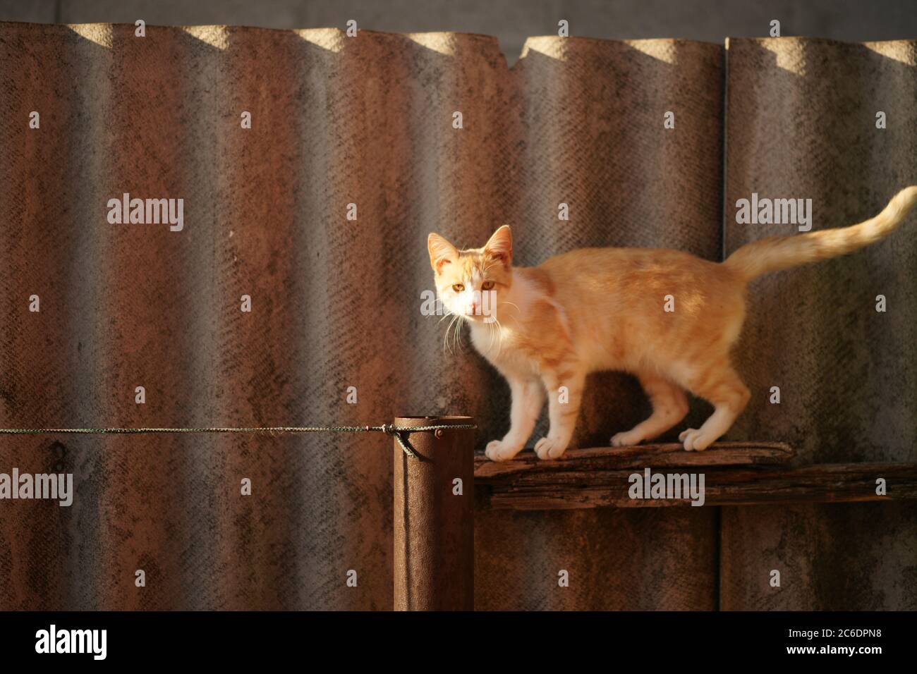 Fluffy ginger white cat walk on the slate fence Stock Photo - Alamy