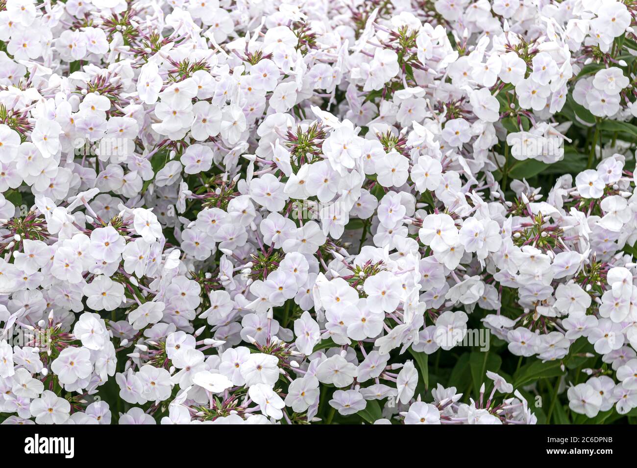 Stauden-Phlox, Phlox FASHIONABLY EARLY CRYSTAL, Perennial phlox, Phlox fashionably EARLY CRYSTAL Stock Photo