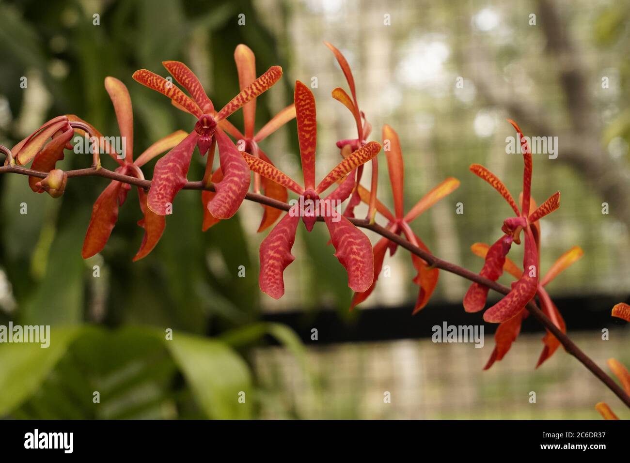 Flowers with bilateral symmetry hires stock photography and images Alamy