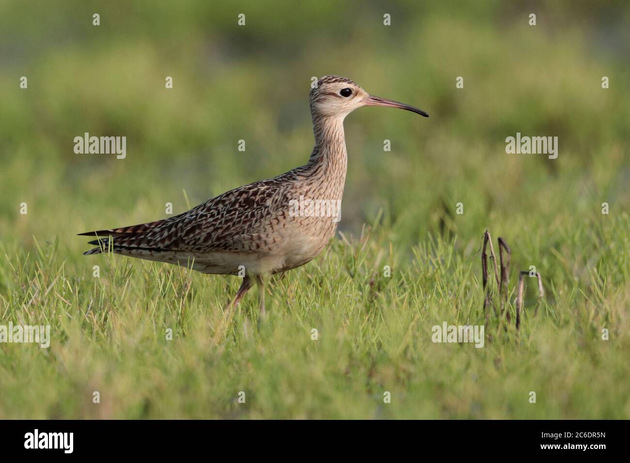 Little Curlew (Numenius minutus), single bird, feeding in fallow paddy field, Long Valley, Hong Kong. 19th April 2020 Stock Photo