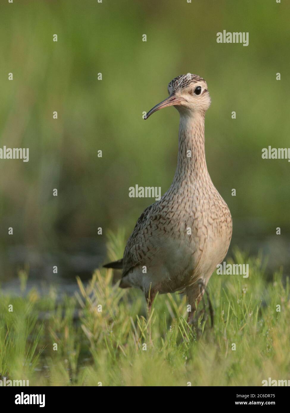 Little Curlew (Numenius minutus), single bird, feeding in fallow paddy field, Long Valley, Hong Kong. 19th April 2020 Stock Photo