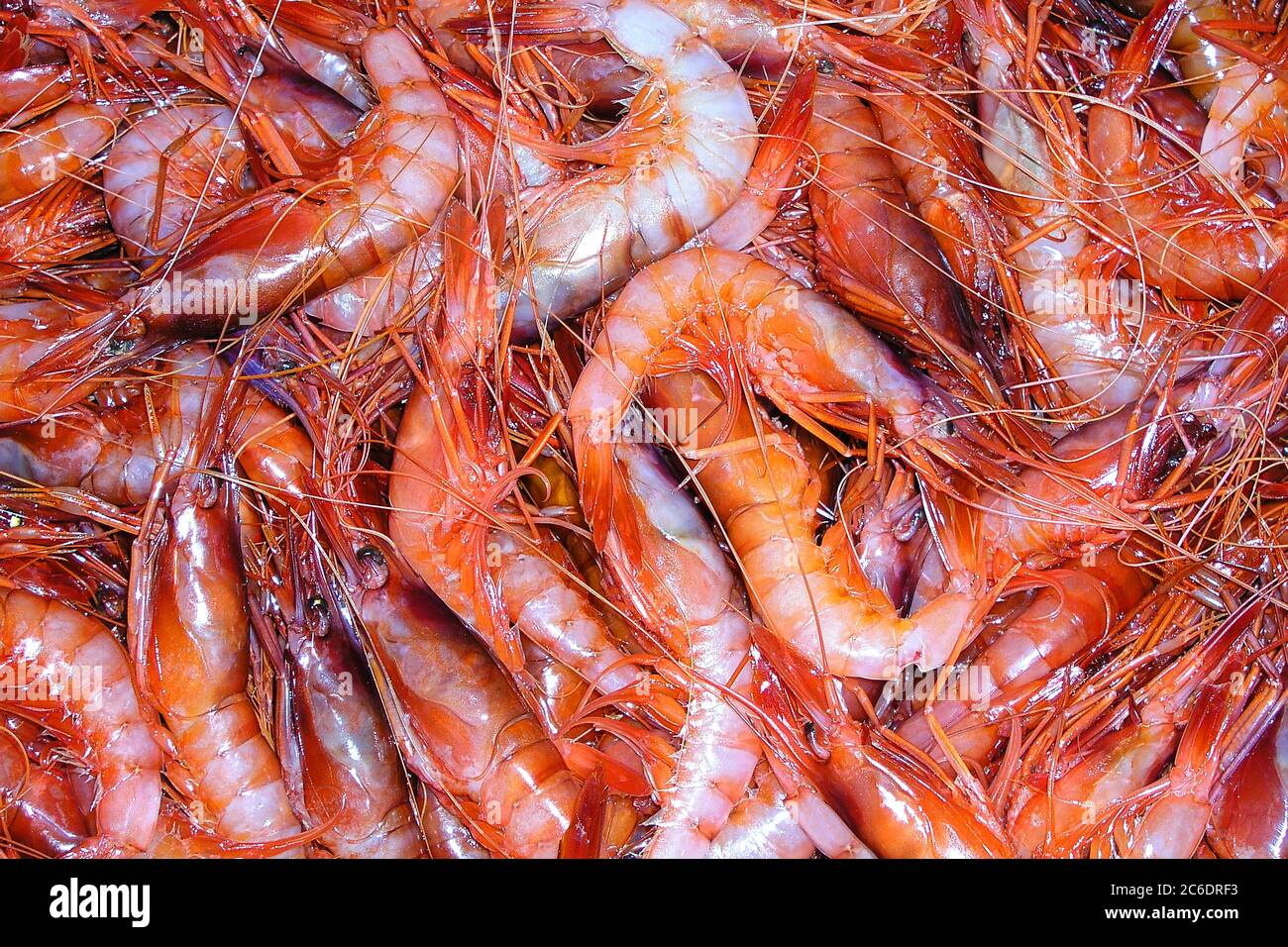 Red Shrimp, Recently Fished, Fish Market, Mediterranean Sea, Aguilas, Murcia, Spain, Europe Stock Photo