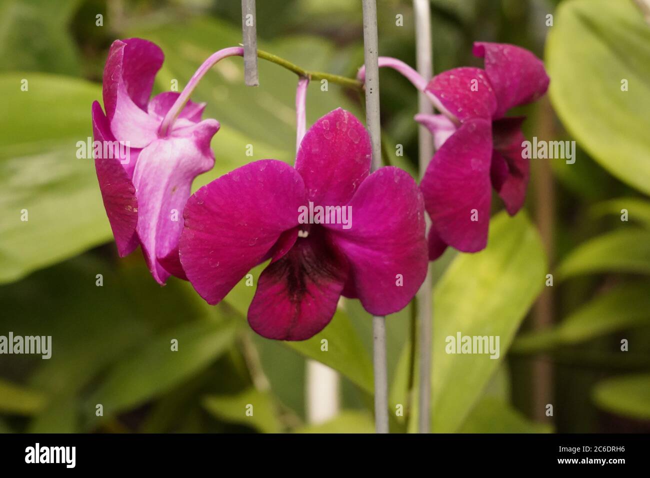 Orchids delicate symmetry hi-res stock photography and images - Alamy