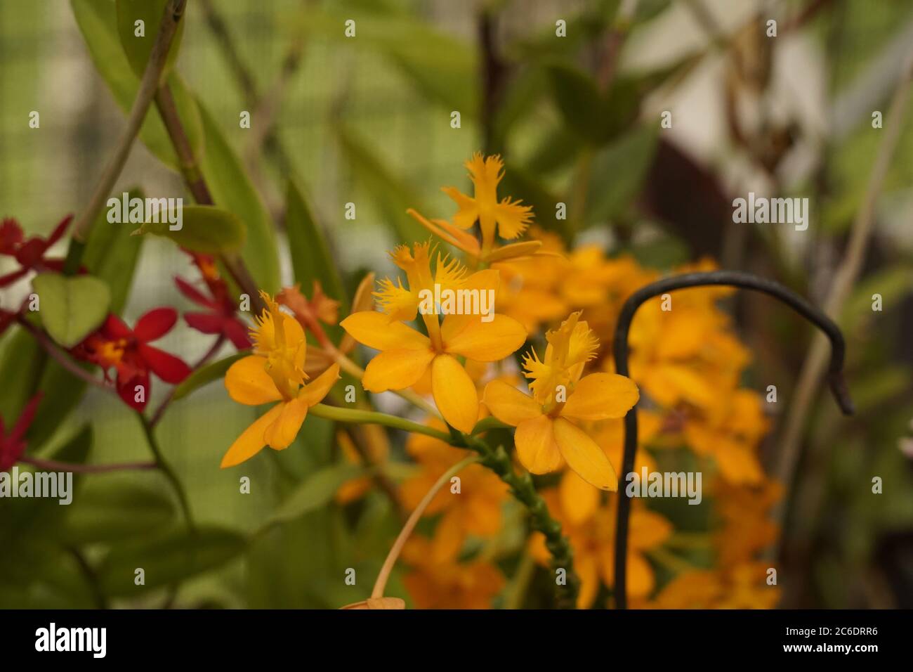 Orchids delicate symmetry hi-res stock photography and images - Alamy