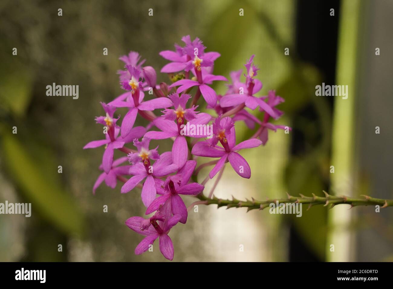 Beautiful delicate orchids in full bloom, Hervey Bay, Queensland