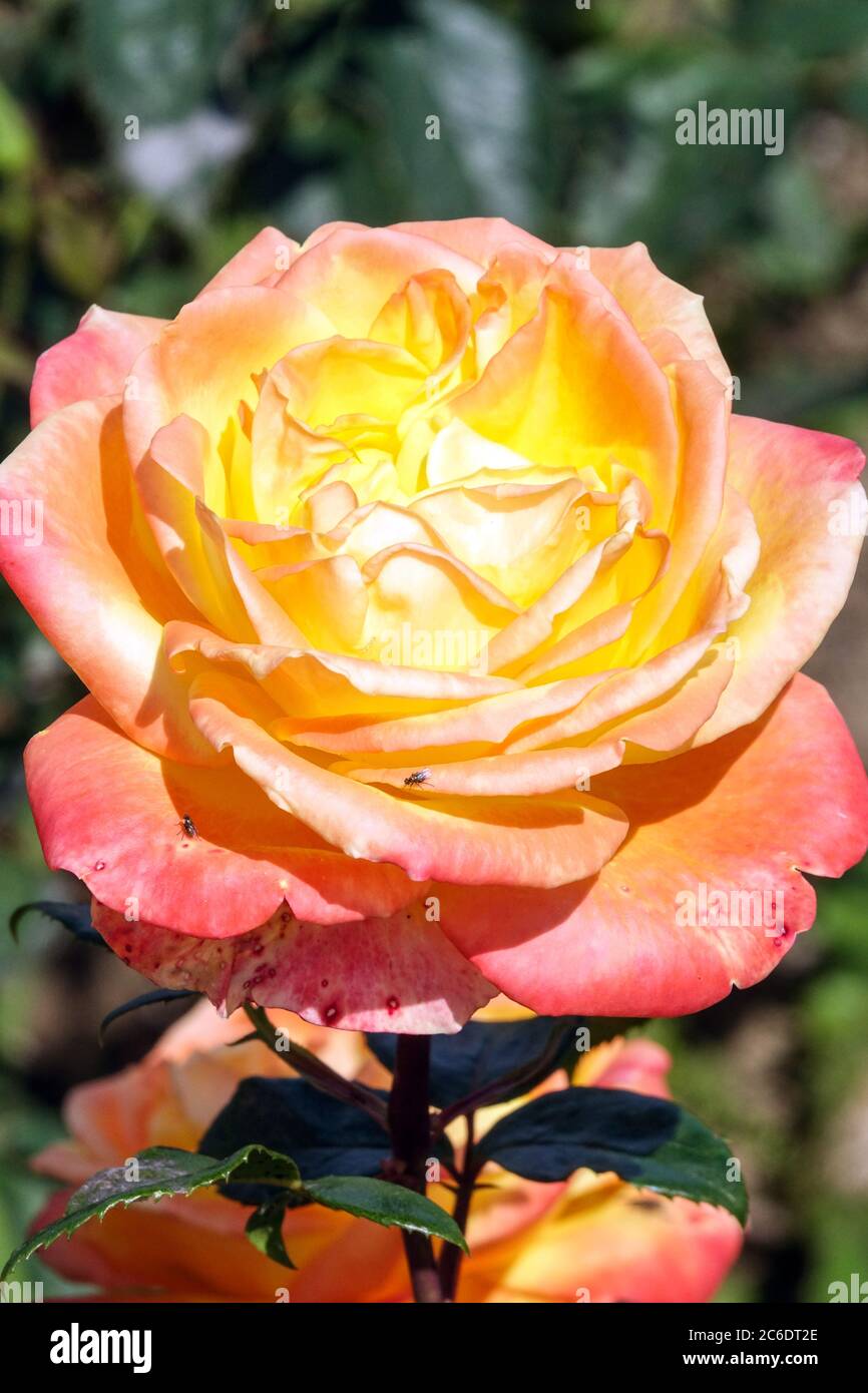 Orange Rosa Banzai 83  'Meizalitaf' hybrid tea portrait rose Beauty, Bloom, Rosa Spectra Stock Photo