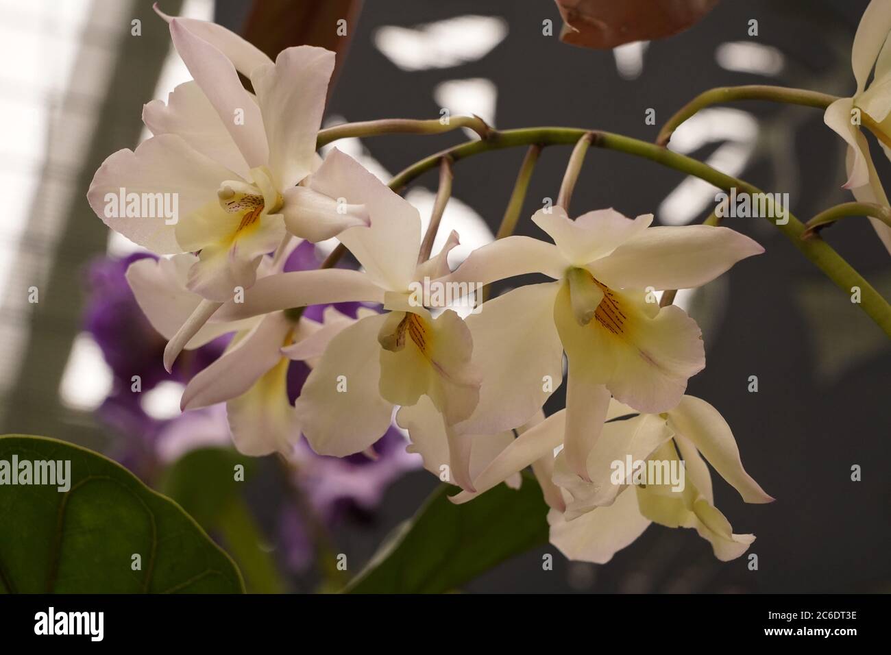 Orchids delicate symmetry hi-res stock photography and images - Alamy