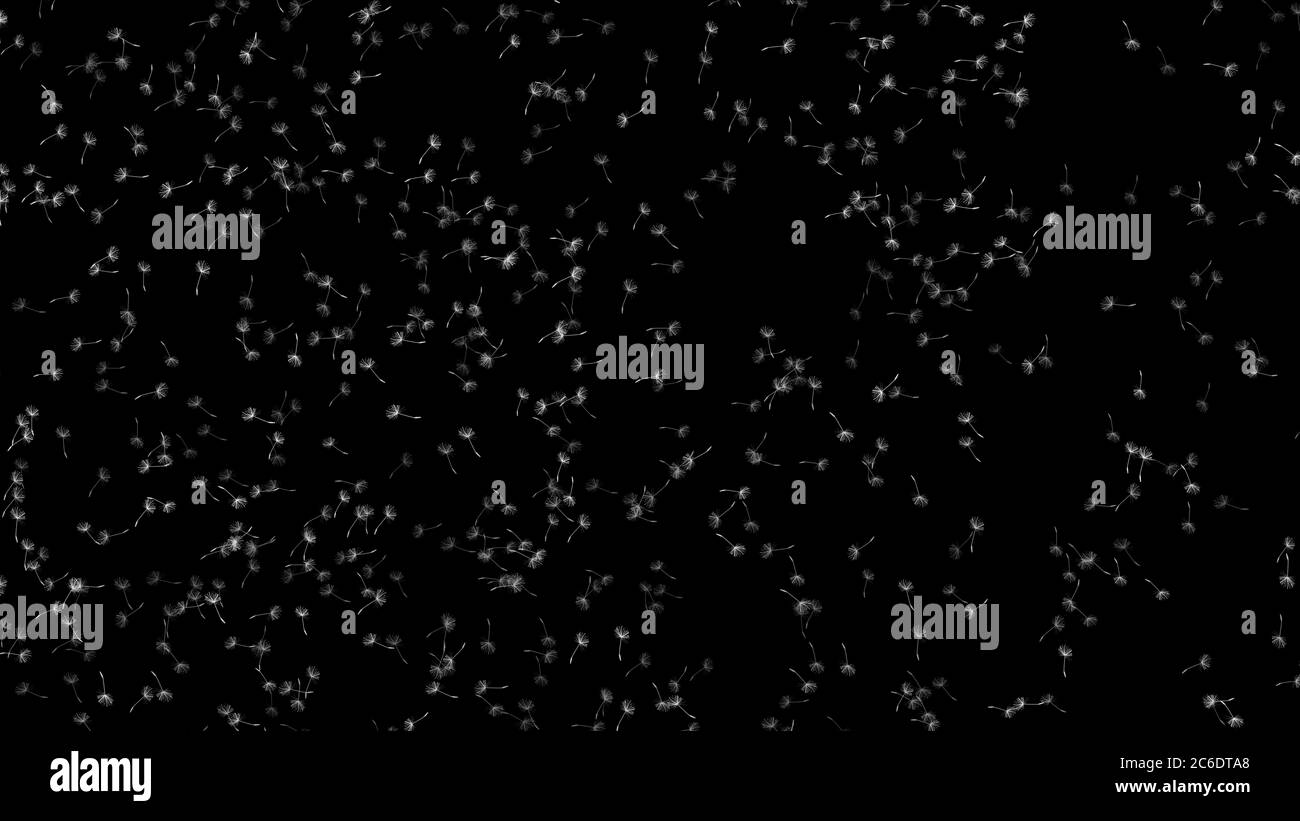 Seeds flying Black and White Stock Photos & Images - Alamy