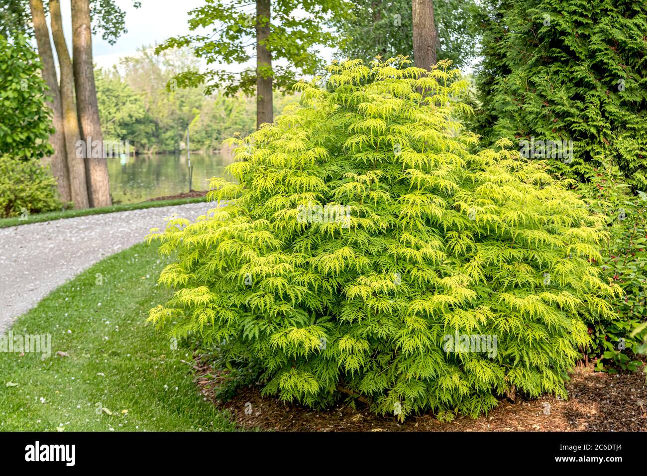 Holunder, Sambucus LEMONY LACE, Elderberry, Sambucus lemony LACE Stock