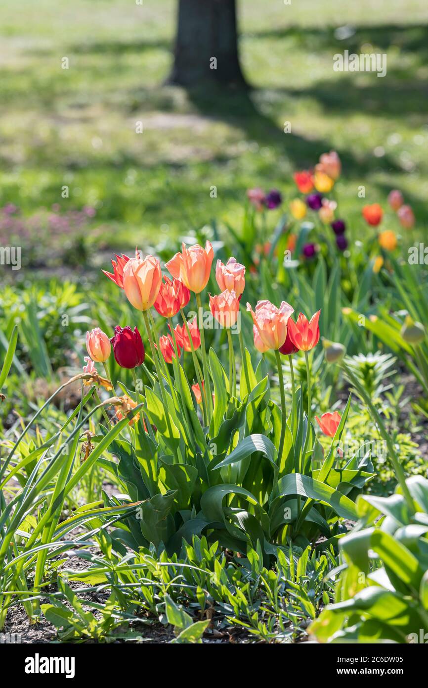 Tulpe, Tulipa, Tulip, Tulipa Stock Photo