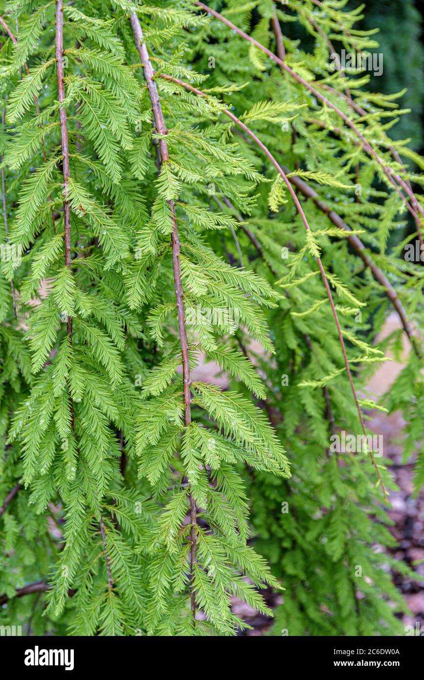 Sumpfzypresse, Taxodium distichum Cascade Falls, Cypress, Taxodium distichum Cascade Falls Stock Photo
