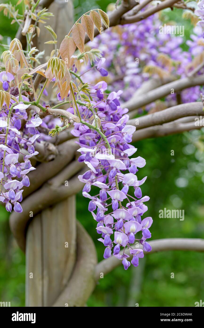 Japanischer Blauregen, Wisteria brachybotrys Okayama, Japanese Wisteria, Wisteria  brachybotrys Okayama Stock Photo - Alamy