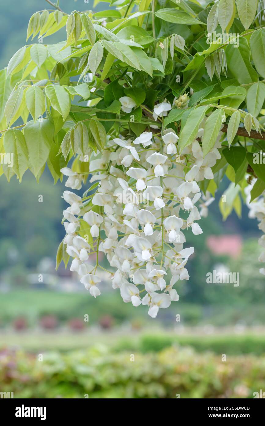 Wisteria venusta hi-res stock photography and images - Alamy