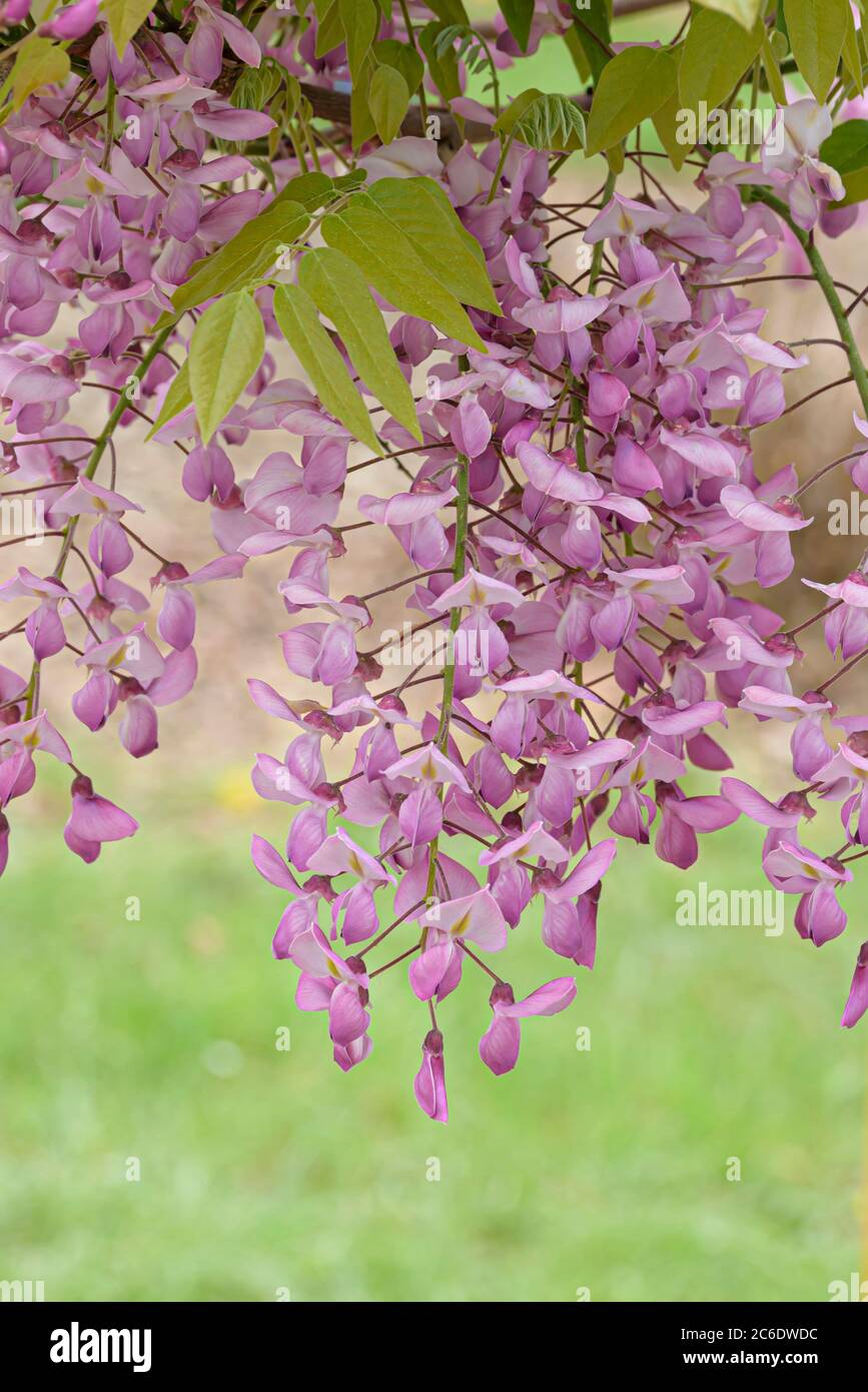 Japanischer Blauregen, Wisteria brachybotrys Showa-beni, Japanese Wisteria,  Wisteria brachybotrys Showa-beni Stock Photo - Alamy