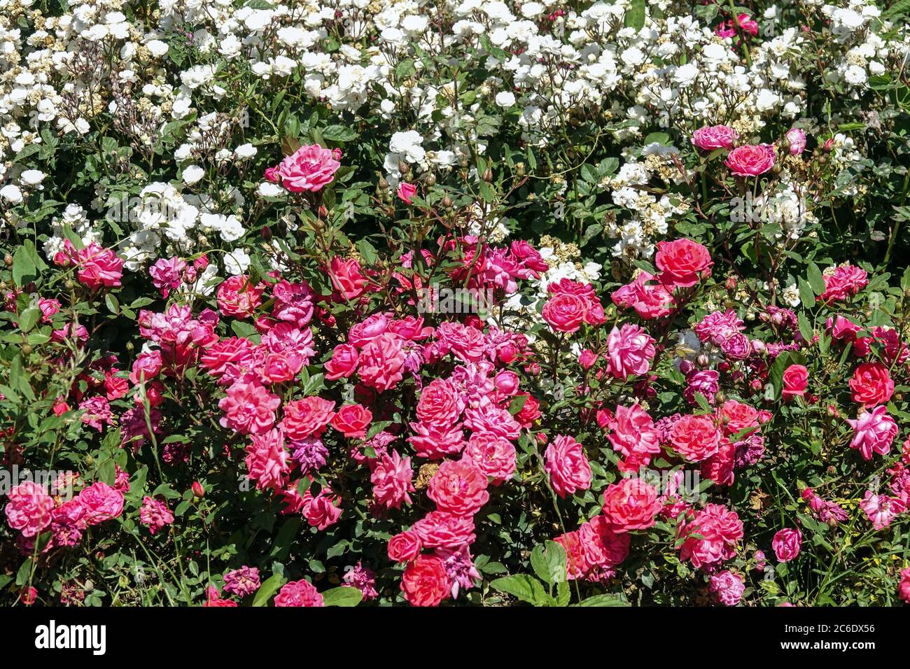 Pink white Flower bed of roses in garden Stock Photo