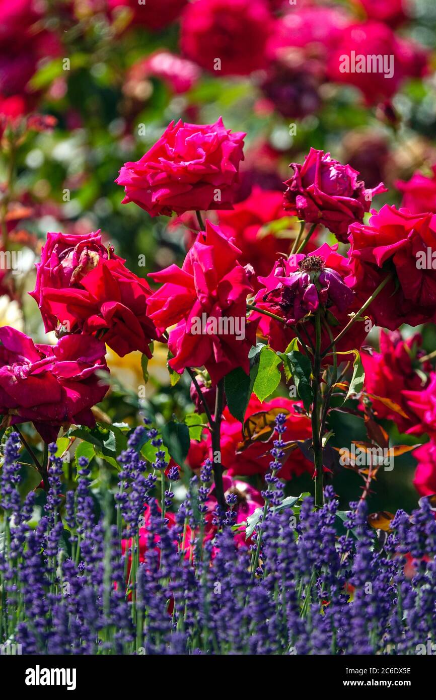 Red flower bed of roses in garden, lavender border Stock Photo