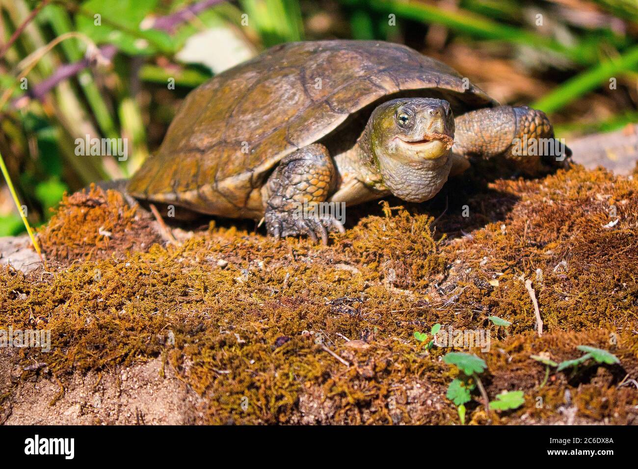 Mediterranean Pond Turtle, Mauremys caspica leprosa, Mauremys leprosa, Monfragüe National Park, Biosphere Reserve, Caceres, Extremadura, Spain Stock Photo