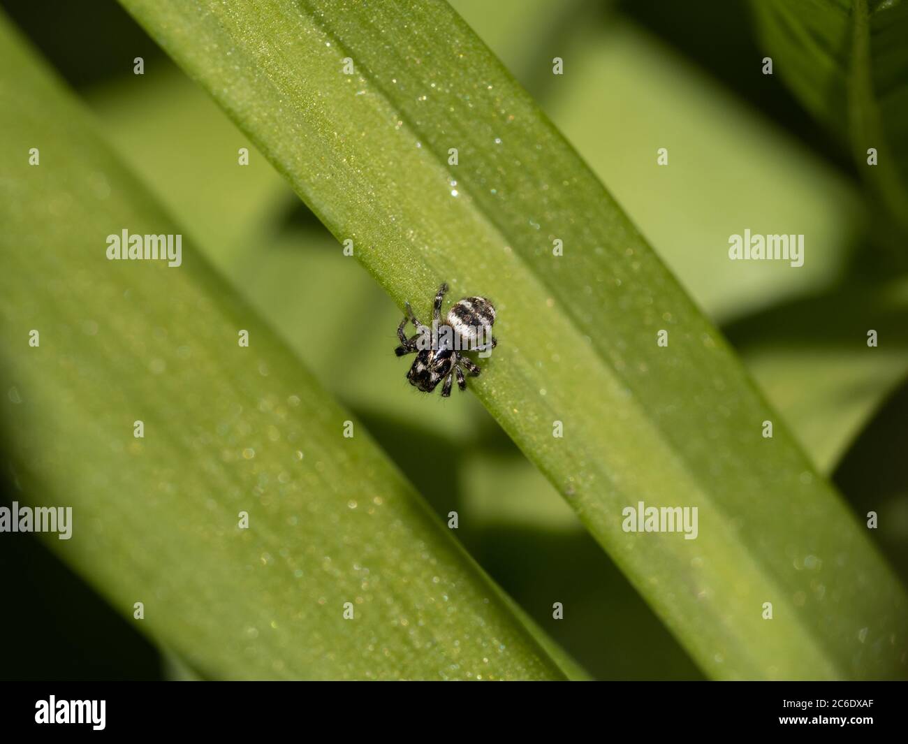 Zebra Jumping Spider, Salticus scenicus Stock Photo Alamy