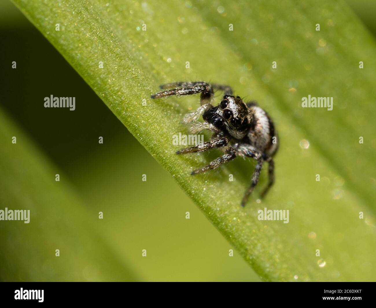 Zebra Jumping Spider, Salticus scenicus Stock Photo Alamy