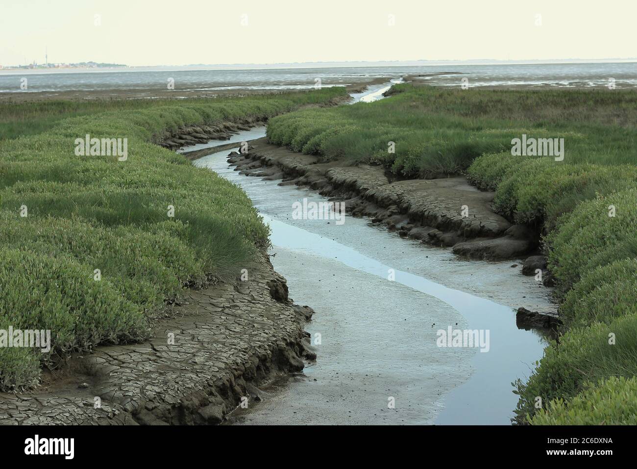 Tidal creek during low tide in a saltmarsh near Cäciliengroden, Jadebusen, Germany. Stock Photo