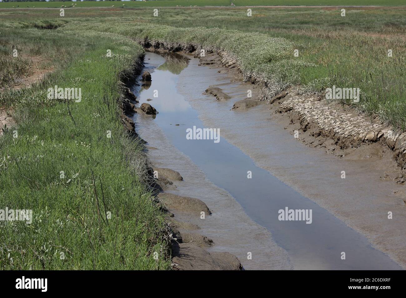 Tidal creek during low tide in a saltmarsh near Cäciliengroden, Jadebusen, Germany. Stock Photo