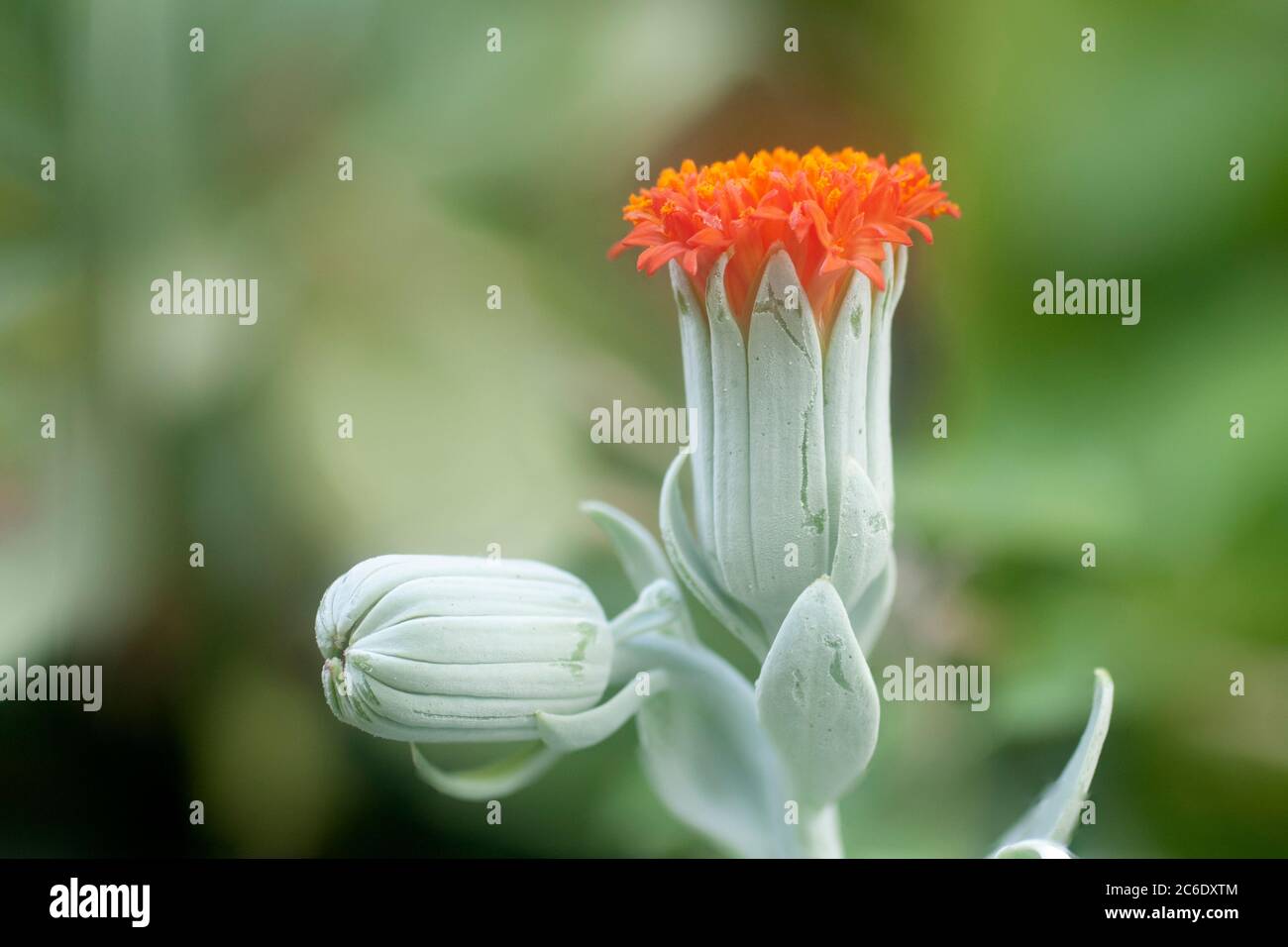 Close up of a flowering Kleinia fulgens common names include Scarlet Kleinia, Coral Senecio (in the past was Senecio fulgens) is a species from the ge Stock Photo
