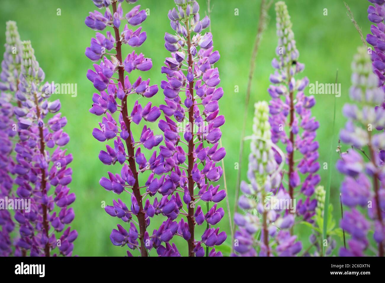 Lupinus, lupin, lupine field with blue flowers. Bunch of lupines summer flower background Stock Photo